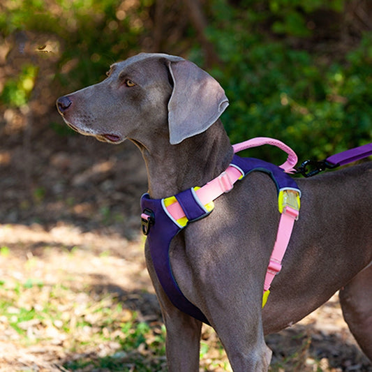 Dog Night Reflective Training Vest Chest Strap: Your Pup's Best Nighttime Companion