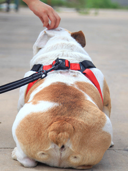 Enhance Your Walks with the Perfect Dog Leash and Collar Combo