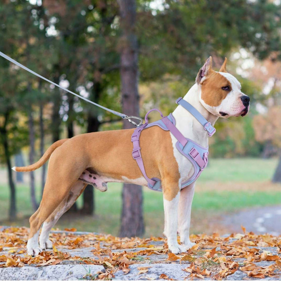 Hand Holding Rope Dog Leash