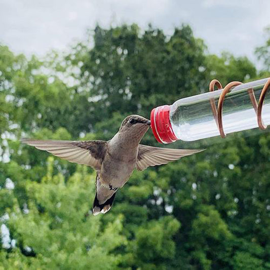 Garden Bird Feeder Supplies
