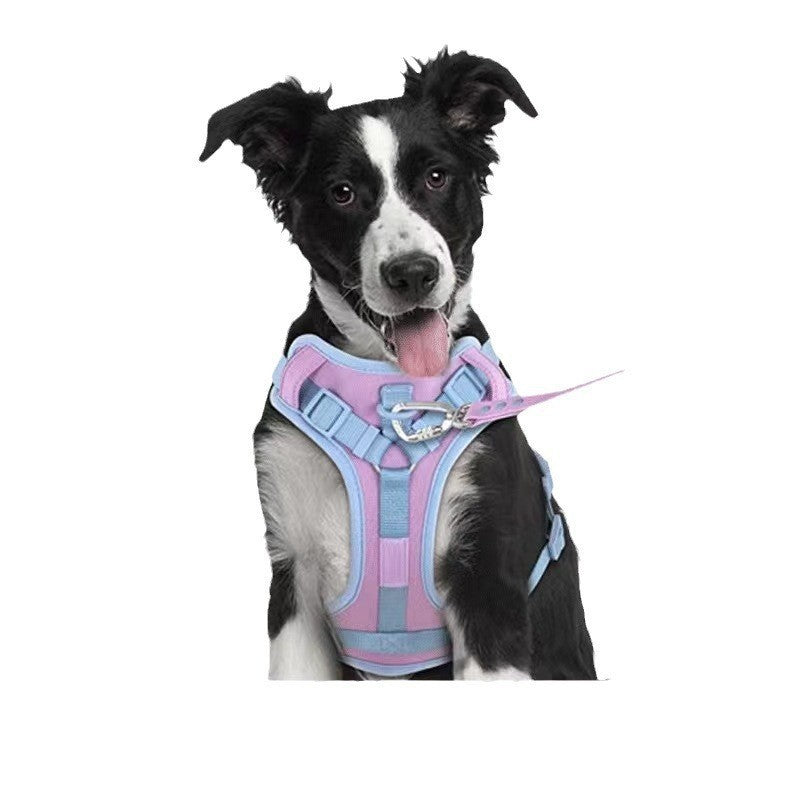 Hand Holding Rope Dog Leash