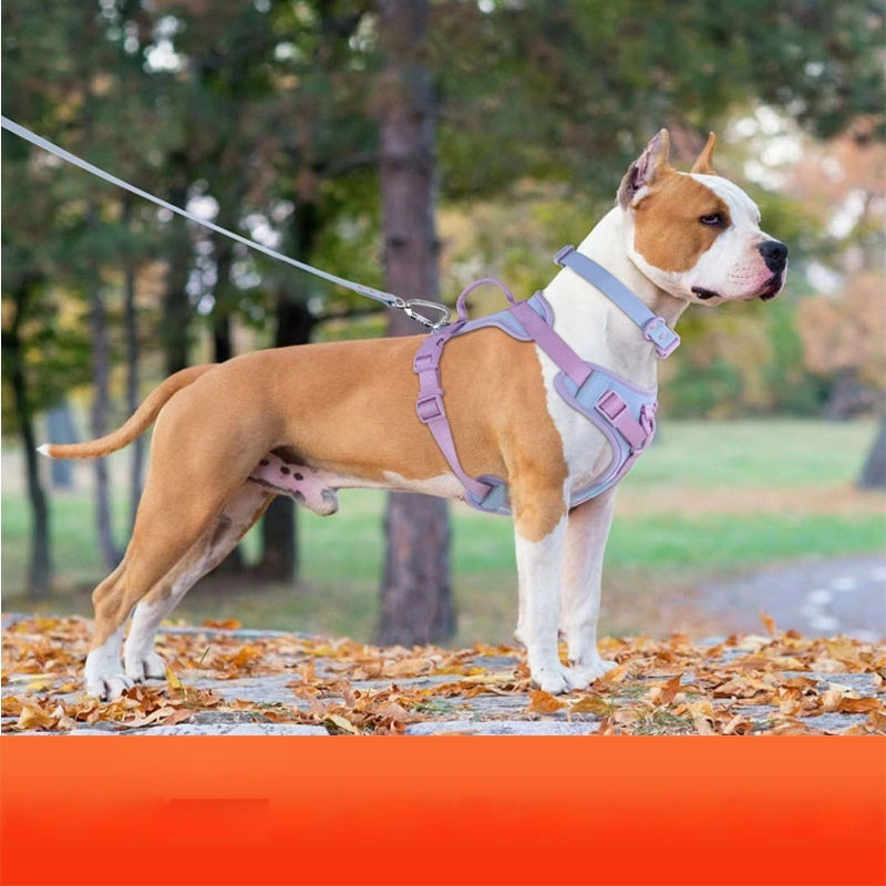 Hand Holding Rope Dog Leash