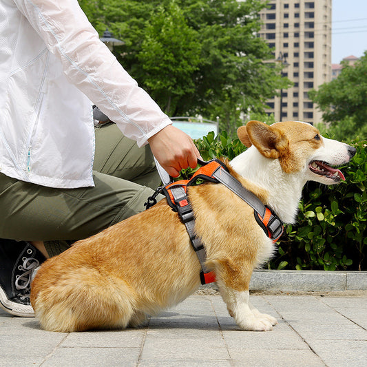 Dog Hand Holding Rope Vest Dog
