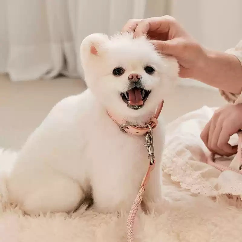 Pet Small And Medium Size Leash