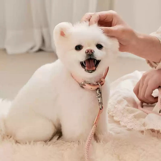 Pet Small And Medium Size Leash
