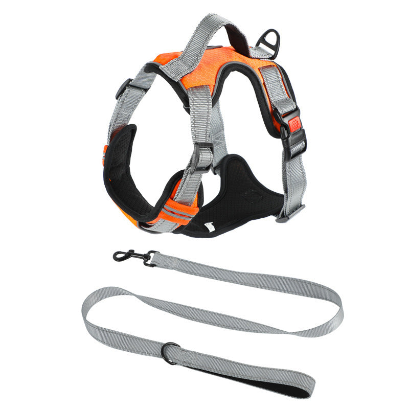 Dog Hand Holding Rope Vest Dog
