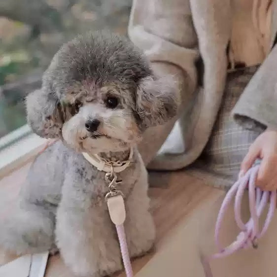 Pet Small And Medium Size Leash