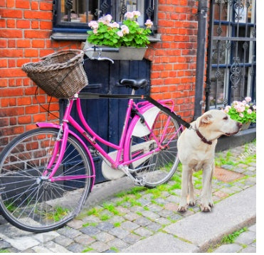Bicycle Walking Dog Leash Dog Chain