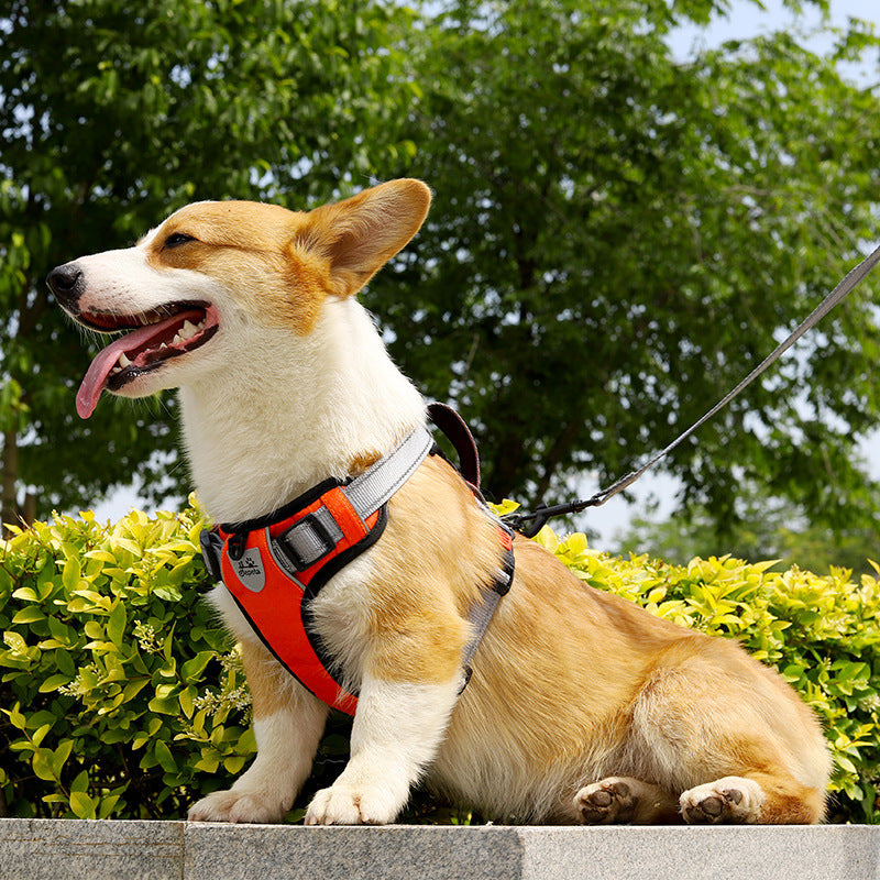Dog Hand Holding Rope Vest Dog