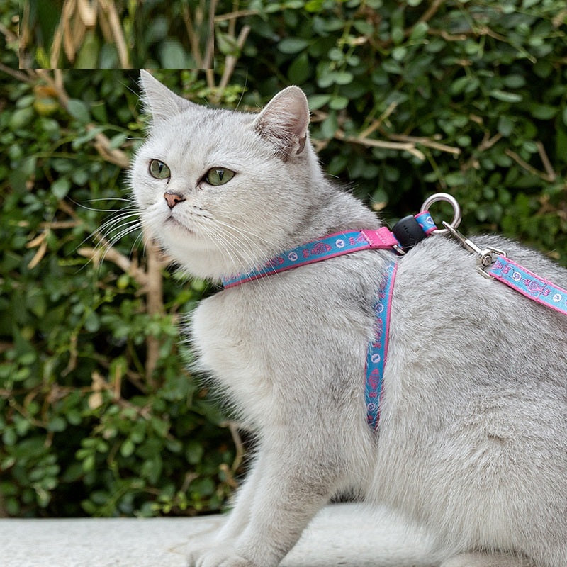 Pet Teddy Leash