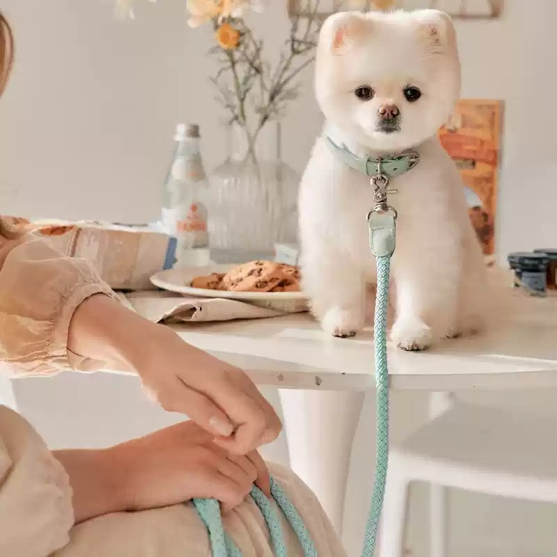 Pet Small And Medium Size Leash