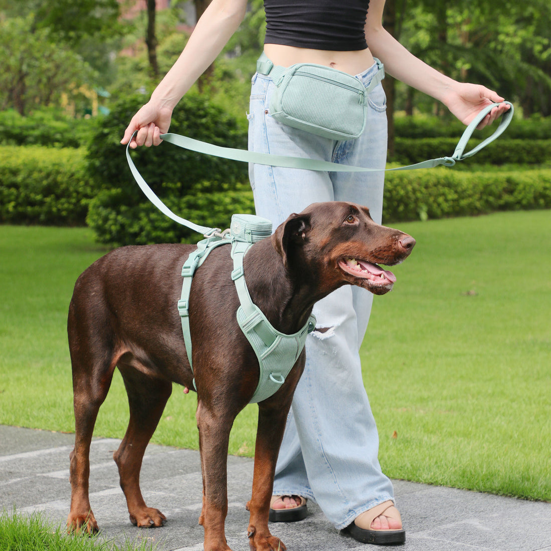 Pet Collar Explosion-proof Leash