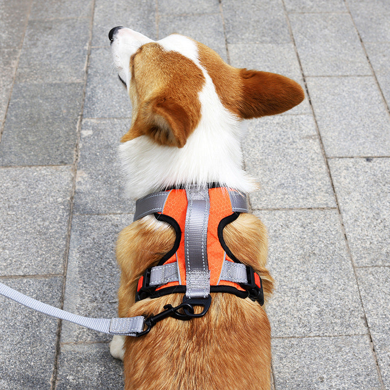 Dog Hand Holding Rope Vest Dog