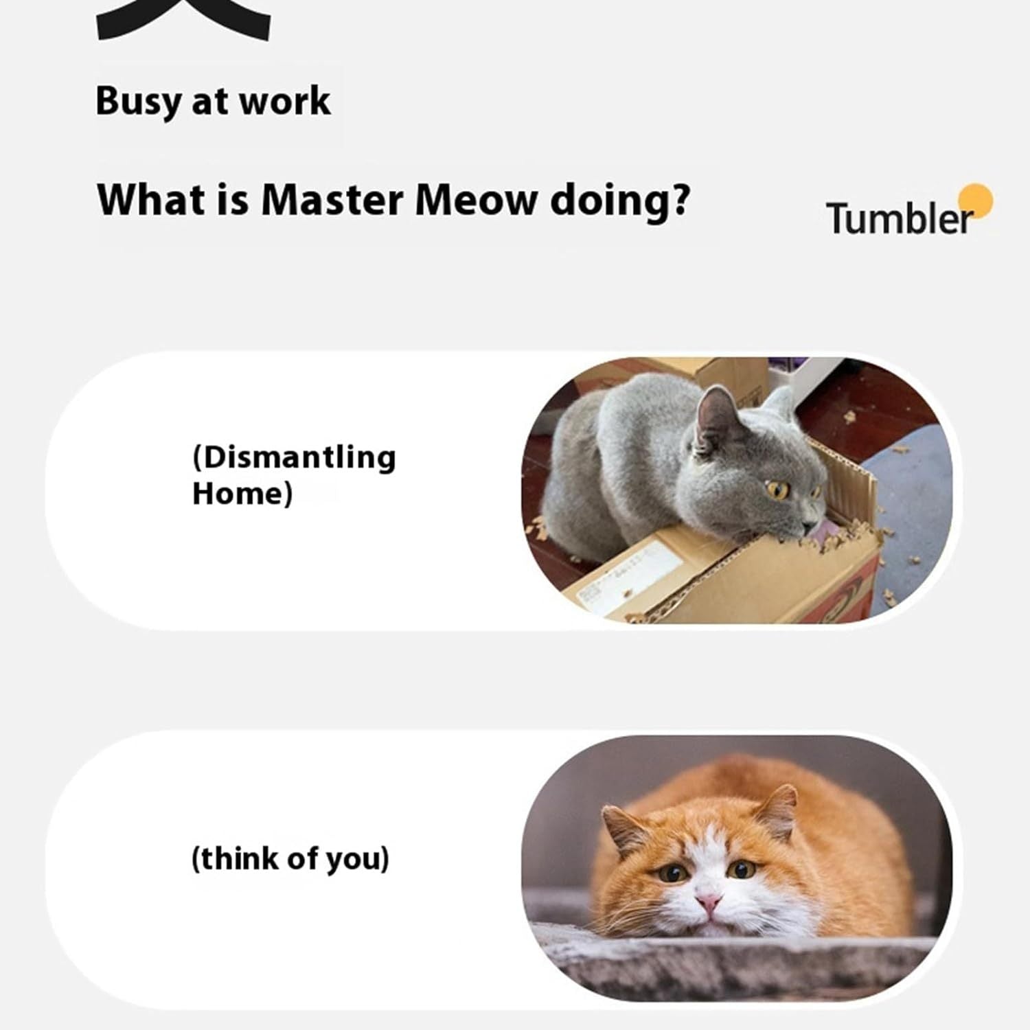 Interactive Cat Toys Rolling Ball Dog