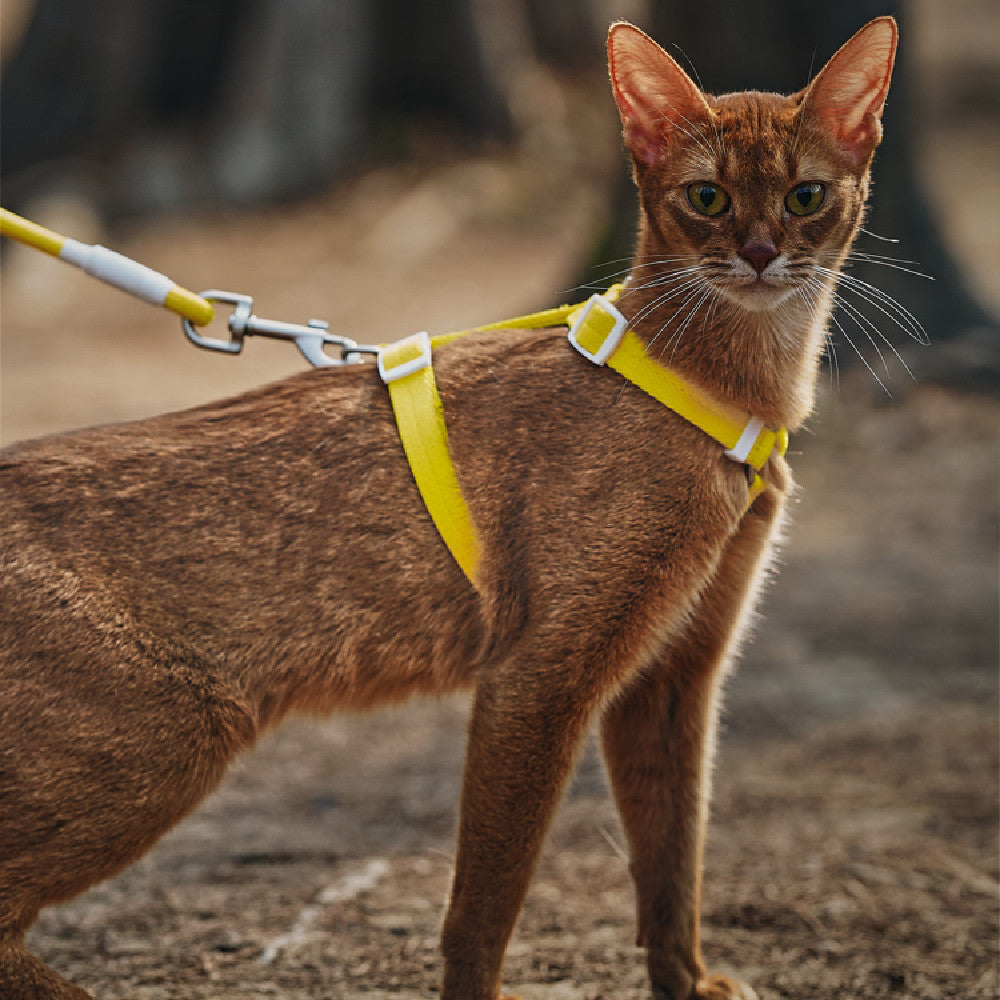 Pet Anti Breakaway Traction Leash